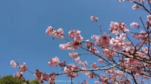 臺中//新社//春天賞櫻趣~櫻花鳥森林