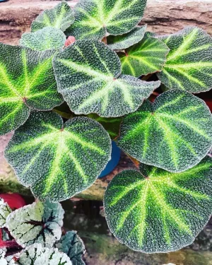 花卉果樹多肉植物都在【臺北花卉村】，不論是開心農場或是療癒系綠住宅生活，都能簡單擁有唷