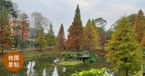 桃園龜山｜ 長庚養(yǎng)生文化村 落羽松公園 免費入園 冬日ig打卡 拍照景點