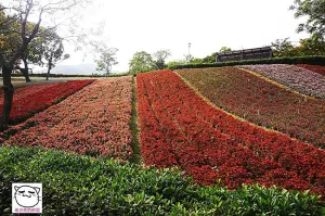 臺北賞花。春日，鷲你一起來看花海──北投社三層崎公園