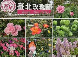 2023臺北玫瑰園 (花博公園新生園區)