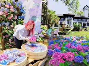 新竹景點 薰衣草森林新竹尖石店Hydrangea Festival花好蒔節 繡球花季ig熱門打卡點