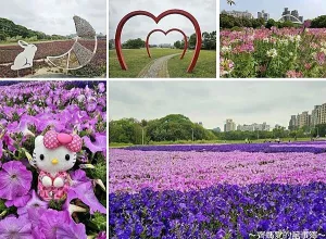 捷運(yùn)公館．古亭河濱公園 (矮牽牛 / 醉蝶花)