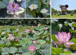 臺(tái)北士林．美崙公園 / 至德園 (賞荷花 / 睡蓮)