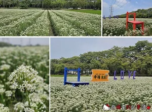 彰化埤頭．幸福韭韭 / 韭菜花田 (東螺溪埤頭木棉道旁)