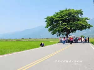 臺(tái)東池上。來臺(tái)東必來的伯朗大道。金城武樹。雖是老景點(diǎn)久別再訪一樣玩的不亦樂乎