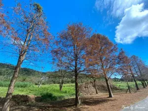 貢寮環(huán)保公園~數(shù)百棵落羽松一字排開藍(lán)天為背景美炸了 @Bernice的隨手筆記