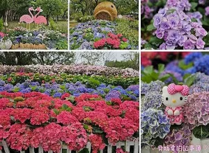 大安森林公園．臺北杜鵑花季 / 繡球花 / 醉蝶花