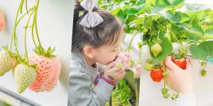 內湖好玩又好拍的半日遊推薦～鮮甜紅草莓、白草莓現採現吃！景觀咖啡1元起、同心池、白石湖吊橋約會這樣玩