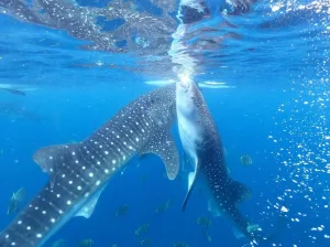 浪漫鯨鯊共游、夢幻花園拍美照！宿霧10大必去景點推薦