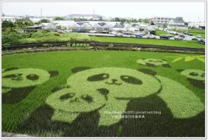 【苗栗】苑裡︱藺草文化館︱2015稻田彩繪︱苑裡一日遊