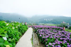 陽明山踏青, 竹子湖繡球花海