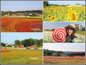 2019桃園花彩節。大溪展區月眉李騰芳古宅周邊繽紛登場