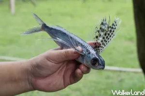 飛魚季玩到不想回家！帶小朋友親自體驗「泰雅飛魚文化」部落慶典活動，瓏山林蘇澳冷熱泉度假飯店陪你迎接一年一度飛魚季。