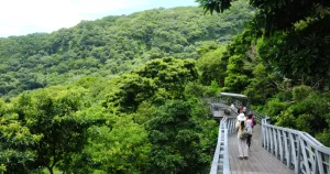 居高臨下眺望林口盆地的水泥叢林，觀音山林梢步道事連連小孩都能輕鬆愜意走完，享受這份森林浴。10 月往上抬頭能看見雄鷹翱翔天際。