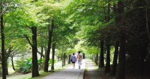 漫步菁山吊橋，遠眺神秘牛奶湖！入秋前往臺北人的後花園「陽明山」，漫步「冷水坑步道」享受親近大自然的悠閒小旅行。