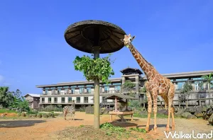 五倍券住六福莊、玩六福村！六福旅遊集團推出「振興五倍券」計畫，三人遊六福村只要1000元、入住六福莊指定房型加購一晚只要現金5000元。