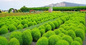 臺版波波草IG大洗版！臺中就有「中社觀光花市」波波球、波波草超級萌，期間限定「臺中人半價」網(wǎng)美要先衝打卡。