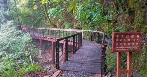 嘉義特富野古道開放了！最美鐵道森林步道「特富野古道」整修回歸，嘉義放空景點(diǎn)必拍。