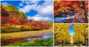 楓紅銀杏一次拍爆！日本福島縣「10大楓紅、銀杏打卡秘境」超欠拍，一秒走進(jìn)畫裡「溪水倒映楓紅」、黃色絨毯「壯麗銀杏步道」，美到秒殺手機(jī)記憶體。