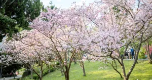 北投人等不及衝了！提前21天開花「陽明山花季」11個賞櫻地圖秒懂，最佳賞花期、交通管制跟著內行人衝就對了。