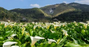 歐風花藝市集登場！臺北後花園「竹子湖海芋季」提前滿開拍美照去，全新「歐風花藝市集」快閃登場。