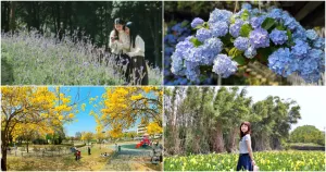 中臺灣賞花攻略｜給你不一樣的花季，讓薰衣草、黃花風鈴木、海芋圍繞你，快來騎著歐兜邁賞花去。