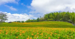 花蓮金針花季來(lái)了！赤科山卡娜赫拉金色花園、六十石山，花蓮文化之旅雙重景點(diǎn)一日遊行程大公開、深入探索花蓮的自然之美。