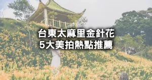 臺東太麻里金針花美拍攻略！太麻里5大金針花熱點(diǎn)，忘憂谷、千禧亭、吳忠憲賞花區(qū)賞花路線一次看懂。