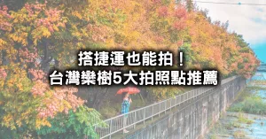 搭捷運也能拍！秋季限定5條臺灣欒樹大道、欒樹隧道打卡點，最親民打卡點「天母、圓山」路過就能拍美照。