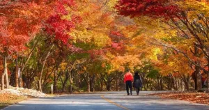 日韓賞楓優惠！日本北海道、韓國釜山、慶州一日遊行程賞楓要先搶，KKday機票、機加酒優惠帶你看。