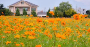 中壢竟然有花海秘境！11天限定「中壢花海市集」向日葵、波斯菊花海，免費入場拍IG限動。