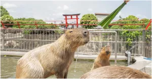 宜蘭綠舞線上旅展最低4折！豪華湖畔Villa第二人免費、黑RURU露營車四人入住一泊三食9799元。