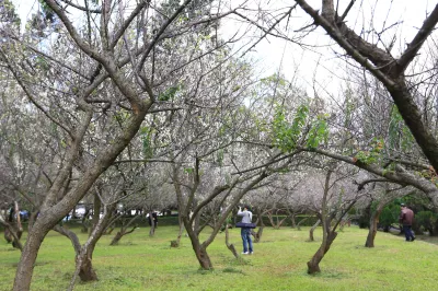 清華大學梅園