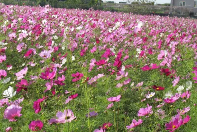 2013竹北花田囍市