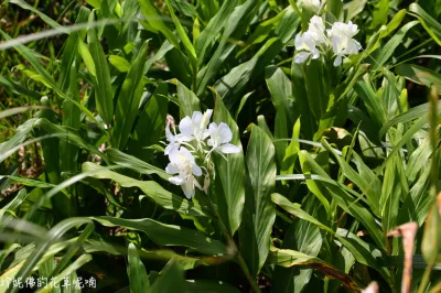 臺灣農林熊空茶園