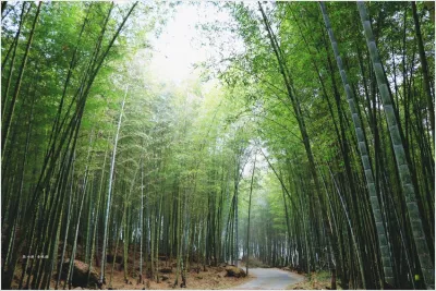 延溪竹林步道