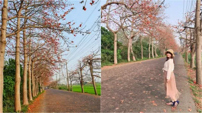 埤頭木棉花道