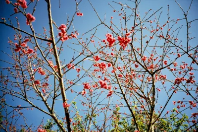 東眼山國家森林遊樂區(qū)