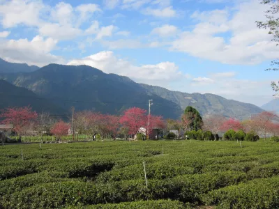 草坪頭玉山觀光茶園