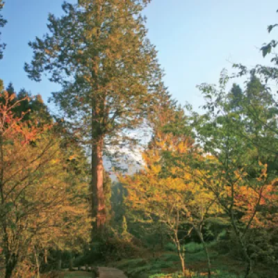 阿里山神木區(qū)