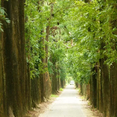 新威森林公園