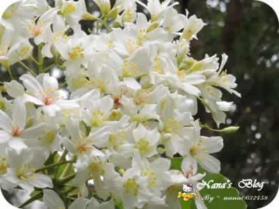 香格里拉樂園