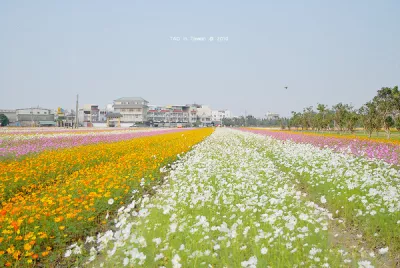 橋頭花海