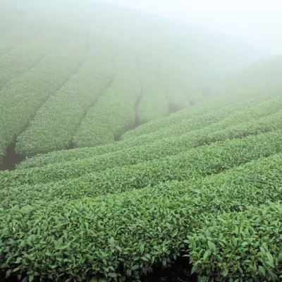 軟鞍八卦茶園