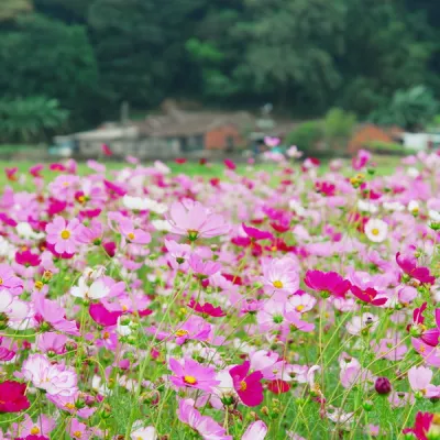 新社花海