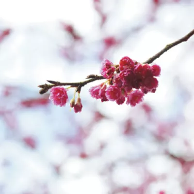 三芝賞櫻大道