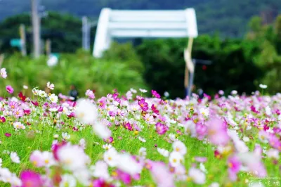 2017桃園花彩節蘆竹花區