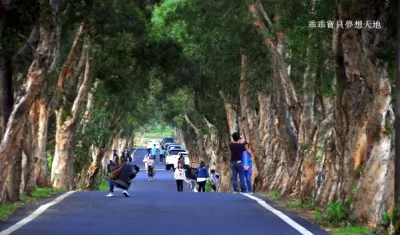 白千層綠色隧道