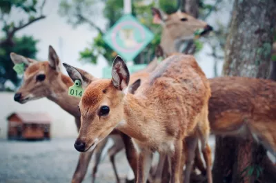 鹿境 Paradise Of Deer